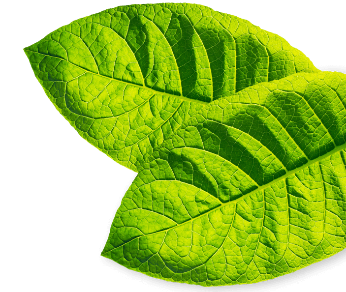 Лист табака